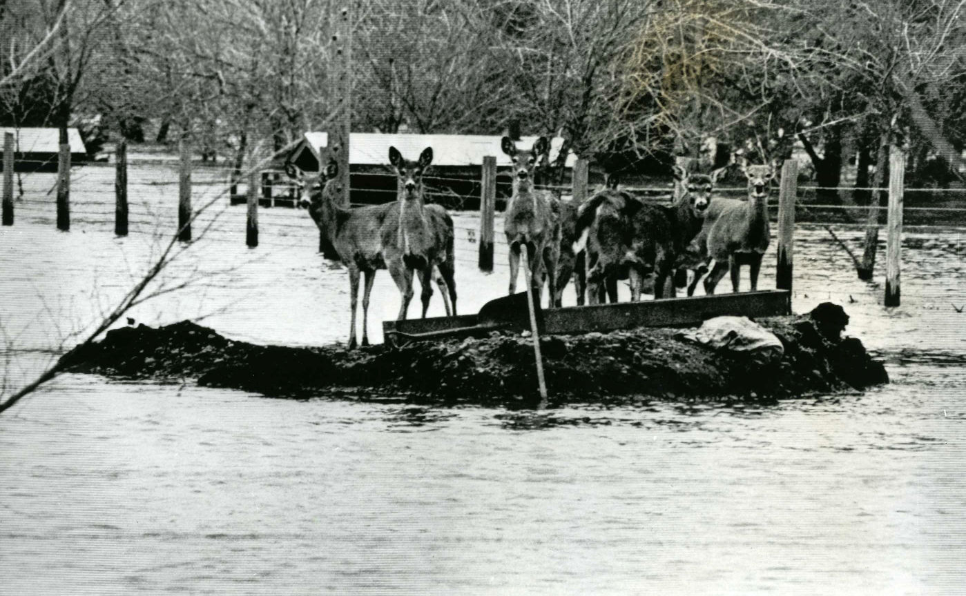 Pieces of the Past - 1965 Flood